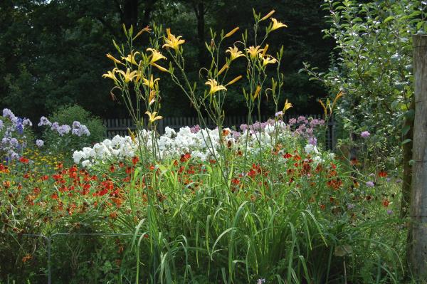 Hemerocallis 'Autumn Minaret' | Taglilie